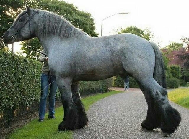 Dutch Draft Horses